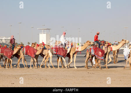 Rennen-Kamele in Doha, Katar Stockfoto