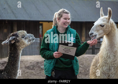 London, UK. 4. Januar 2016. Keeper Jessica Jones mit Lamas und Alpakas während der London Zoo jährliche Tier Bestandsaufnahme die jedes Jahr im Januar von der Zoologischen Gesellschaft von London (ZSL), eine massive obligatorische Bestandsaufnahme aller Daten zu internationalen Arten Information System (ISIS) anmelden durchgeführt wird. Der Graf ist als Teil des Londoner Zoo Lizenz erforderlich; mit den endgültigen Daten gemeinsam mit anderen Zoos weltweit für die Verwaltung der internationalen Zuchtprogrammen für bedrohte Tierarten Credit: Guy Corbishley/Alamy Live News Stockfoto