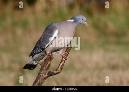 Ringeltaube Columba Palumbus Erwachsene Barsch auf Toten Ast Stockfoto