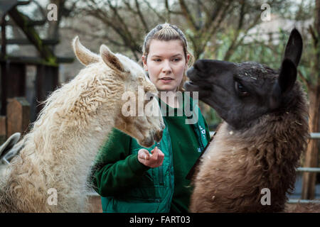 London, UK. 4. Januar 2016. Keeper Jessica Jones mit Lamas und Alpakas während der London Zoo jährliche Tier Bestandsaufnahme die jedes Jahr im Januar von der Zoologischen Gesellschaft von London (ZSL), eine massive obligatorische Bestandsaufnahme aller Daten zu internationalen Arten Information System (ISIS) anmelden durchgeführt wird. Der Graf ist als Teil des Londoner Zoo Lizenz erforderlich; mit den endgültigen Daten gemeinsam mit anderen Zoos weltweit für die Verwaltung der internationalen Zuchtprogrammen für bedrohte Tierarten Credit: Guy Corbishley/Alamy Live News Stockfoto