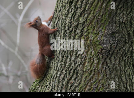 Hamburg, Deutschland. 3. Januar 2016. Ein Eichhörnchen klettert einen Baum in einem Hinterhof bei Temperaturen um Null Grad Celsius in Hamburg, Deutschland, 3. Januar 2016. Foto: AXEL HEIMKEN/Dpa/Alamy Live News Stockfoto