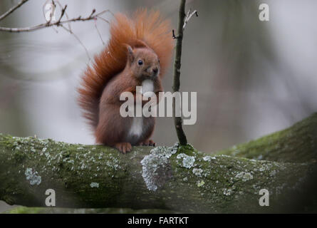 Hamburg, Deutschland. 3. Januar 2016. Ein Eichhörnchen sitzt auf einem Ast in einem Hinterhof bei Temperaturen um Null Grad Celsius in Hamburg, Deutschland, 3. Januar 2016. Foto: AXEL HEIMKEN/Dpa/Alamy Live News Stockfoto