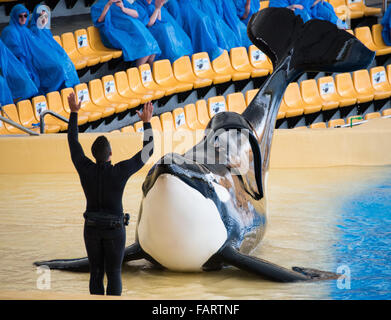 Eine Killer whale, auch bekannt als Orca, während ein Killerwal-Show im Loro Parque in Puerto De La Cruz befindet sich im Norden der Insel Teneriffa, Spanien, 27. November 2015 abgebildet. Der Loro Parque ist ein Tierpark, der ursprünglich als ein Papageienpark, was sich auch durch seinen heutigen Namen widerspiegelt (Loro ist der spanische Begriff für "Papagei"). Die besonders beliebten Killerwal-Shows gelten unter Tierschützern umstritten. Foto: PATRICK PLEUL/dpa Stockfoto