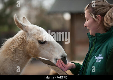 ZSL London Zoo, UK. 4. Januar 2016. Bewaffnet mit Klemmbrettern, Taschenrechner und Kameras, führen Tierpfleger im ZSL London Zoo die jährlichen Bestandsaufnahme. Eine Anforderung der ZSL London Zoo Lizenz der Jahresabschlussprüfung Tierpfleger dauert eine Woche in Anspruch und alle Informationen an Zoos auf der ganzen Welt über das internationale Arten Information System, wo es verwendet, um die weltweiten Zuchtprogramme für vom Aussterben bedrohte Tiere zu verwalten. Bildnachweis: Malcolm Park Leitartikel/Alamy Live-Nachrichten Stockfoto