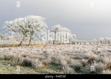 Schottische Winterlandschaft, Priestland, East Ayrshire, Schottland Model Release: Nein Property Release: Nein. Stockfoto