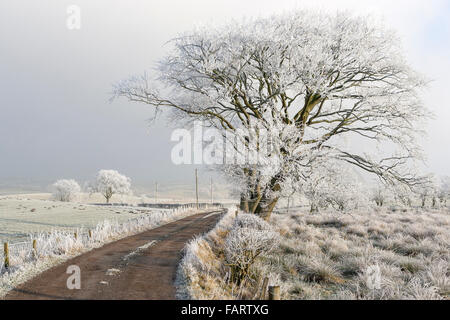 Schottische Winterlandschaft, Priestland, East Ayrshire, Schottland Model Release: Nein Property Release: Nein. Stockfoto