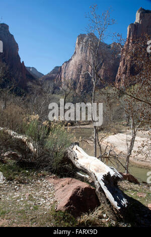 Der Virgin River fließt Zion-Canyon-Nationalpark, Utah, USA. Stockfoto