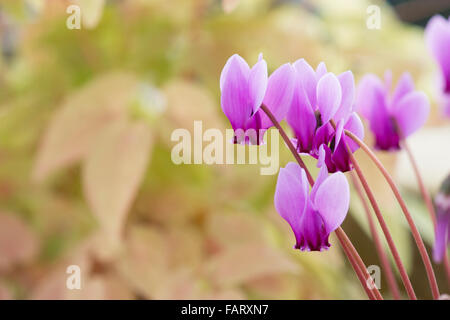 Cyclamen Hederifolium var Hederifolium F. Hederifolium im Herbst Stockfoto