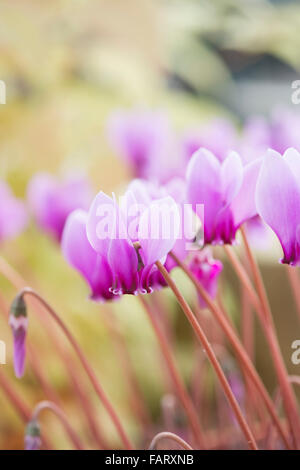 Cyclamen Hederifolium var Hederifolium F. Hederifolium im Herbst Stockfoto