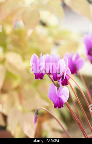 Cyclamen Hederifolium var Hederifolium F. Hederifolium Herbstfärbung. Efeu-leaved Alpenveilchen Stockfoto