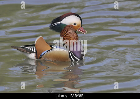 Männchen, aufrufen und anzeigen, Pulborough Brooks, RSPB Reserve, West Sussex, UK Stockfoto