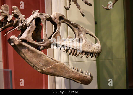 Skelett Eines Dinosauriers, Naturhistorische Museum, Berlin. Stockfoto