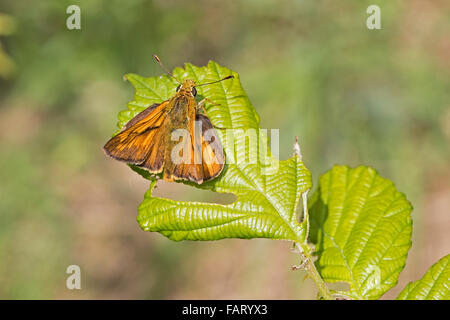 Männliche große Skipper (Ochlodes Sylvanus) Stockfoto