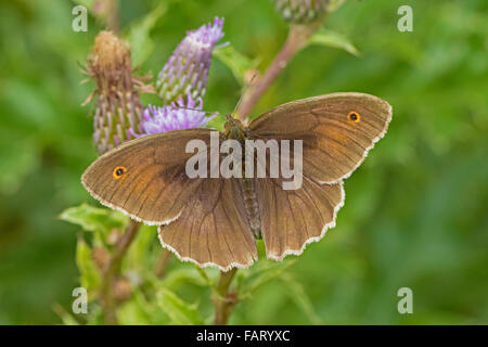 Männliche Wiese Braun (Maniola Jurtina) Stockfoto