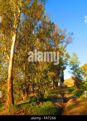 Eukalyptus-Baum in der frühen Morgensonne in Alora Landschaft, Andalusien Stockfoto