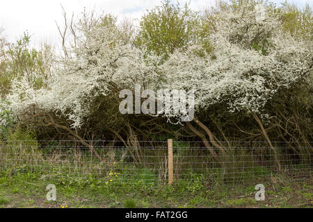 Frühling - Thorndon Country Park - UK-Essex Stockfoto