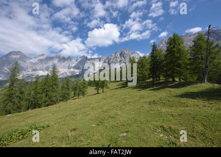 grasgrün und Koniferen vor grauen Bergmassiv der Dachstein, Ramsau, Österreich Stockfoto