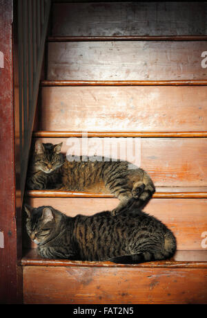 Zwei Tabby Katzen schlafen auf einer Holztreppe. Stockfoto