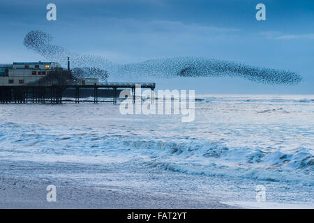 Aberystwyth, Wales, UK. 4. Januar 2015. UK Wetter: Eine riesige Herde von Stare führen spektakuläre Displays in der Luft über Aberystwyth Pier in der Dämmerung wie webt Absturz am Ufer von Cardigan Bucht im Westen von Wales jeden Abend zwischen Oktober und März Zehntausende Vögel fliegen in großen ' Murmurations; am Himmel über der Stadt, bevor er sich zum Schlafplatz für die Nacht auf den gusseisernen Beinen der viktorianischen Seestadt Pier.    Aberystwyth ist einer der wenigen städtischen Starling Quartiere im Vereinigten Königreich. Bildnachweis: Keith Morris/Alamy Live-Nachrichten Stockfoto