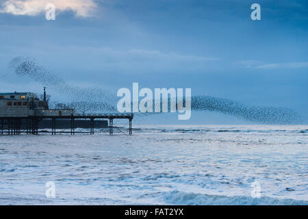 Aberystwyth, Wales, UK. 4. Januar 2015. UK Wetter: Eine riesige Herde von Stare führen spektakuläre Displays in der Luft über Aberystwyth Pier in der Abenddämmerung auf Cardigan Bay im Westen Wales jeden Abend zwischen Oktober und März zig Tausende der Vögel fliegen in großen ' Murmurations; am Himmel über der Stadt, bevor er sich zum Schlafplatz für die Nacht auf den gusseisernen Beinen der viktorianischen Seestadt Pier.    Aberystwyth ist einer der wenigen städtischen Starling Quartiere im Vereinigten Königreich. Bildnachweis: Keith Morris/Alamy Live-Nachrichten Stockfoto