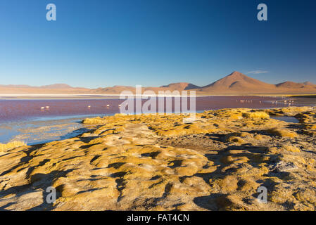 Weitwinkel-Ansicht von "Laguna Colorada", bunte Salzsee mit Flamingos, auf dem Weg zu den berühmten Uyuni Salz flach, unter der Stockfoto