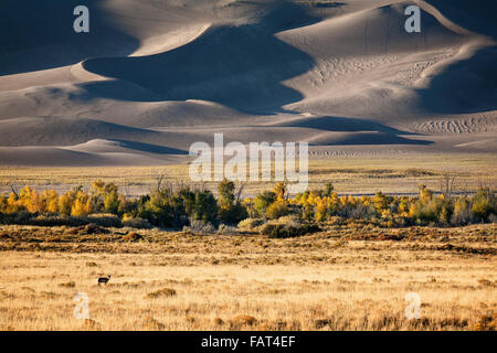 Ein Reh durchstreift in einem Feld im Great Sand Dunes National Park, Colorado. Stockfoto