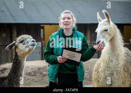 London, UK. 4. Januar 2016. Keeper Jessica Jones mit Lamas und Alpakas während der London Zoo jährliche Tier Bestandsaufnahme die jedes Jahr im Januar von der Zoologischen Gesellschaft von London (ZSL), eine massive obligatorische Bestandsaufnahme aller Daten zu internationalen Arten Information System (ISIS) anmelden durchgeführt wird. Der Graf ist als Teil des Londoner Zoo Lizenz erforderlich; mit den endgültigen Daten gemeinsam mit anderen Zoos weltweit für die Verwaltung der internationalen Zuchtprogrammen für bedrohte Tierarten Credit: Guy Corbishley/Alamy Live News Stockfoto