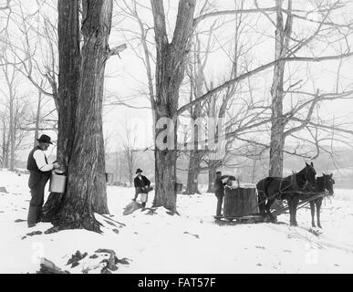 Männer sammeln von Sap in Ahornzucker Camp, USA, ca. 1905 Stockfoto