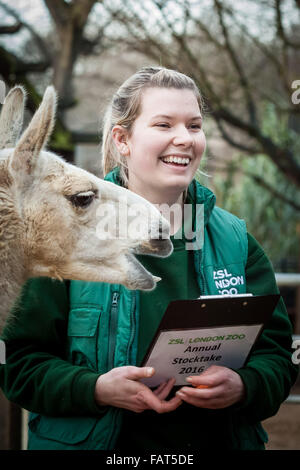 London, UK. 4. Januar 2016. Keeper Jessica Jones mit Lamas und Alpakas während der London Zoo jährliche Tier Bestandsaufnahme die jedes Jahr im Januar von der Zoologischen Gesellschaft von London (ZSL), eine massive obligatorische Bestandsaufnahme aller Daten zu internationalen Arten Information System (ISIS) anmelden durchgeführt wird. Der Graf ist als Teil des Londoner Zoo Lizenz erforderlich; mit den endgültigen Daten gemeinsam mit anderen Zoos weltweit für die Verwaltung der internationalen Zuchtprogrammen für bedrohte Tierarten Credit: Guy Corbishley/Alamy Live News Stockfoto