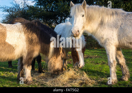 New Forest Ponys, die im Nationalpark, Hampshire, Großbritannien, Winterfutter bekommen. Stockfoto