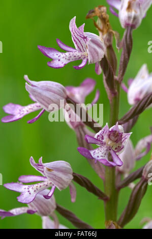 Militärische Orchidee (Orchis Militaris) in Blüte Stockfoto