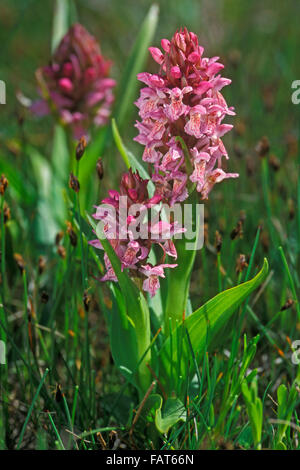 Frühe Knabenkraut (Dactylorhiza Wurzelsud / Orchis Wurzelsud) in Blüte Stockfoto