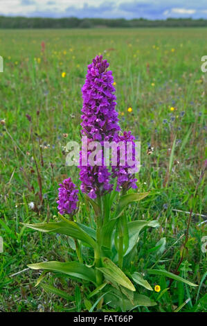 Frühe Knabenkraut (Dactylorhiza Wurzelsud / Orchis Wurzelsud) in Blüte auf Wiese Stockfoto
