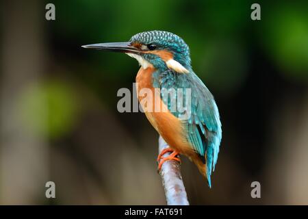 Schöne männliche Eisvögel (Alcedo atthis) sitzen auf Zweig Stockfoto