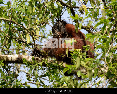 Wilde Orang-Utan in Kinabatangan Fluss Stockfoto