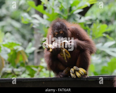 Baby Orang-Utans in Sepilok Orang Utan Rehabilitations-Zentrum Stockfoto