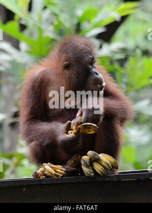 Baby Orang-Utans in Sepilok Orang Utan Rehabilitations-Zentrum Stockfoto