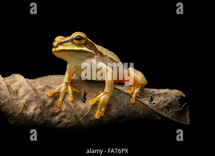 Maskierte Laubfrosch (Smilisca Phaeota) auf welke Blatt, Chocó Regenwald Ecuadors Stockfoto