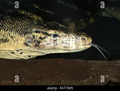 Southeast Asian Wasser-Monitor (Varanus Salvator). Gespaltene Zunge heraus streichen, Abholung Düfte in der Luft. Stockfoto