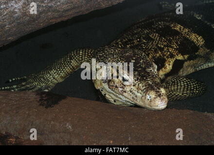 Southeast Asian Wasser-Monitor (Varanus Salvator), Nahaufnahme des Kopfes, gerichtete Kamera Stockfoto