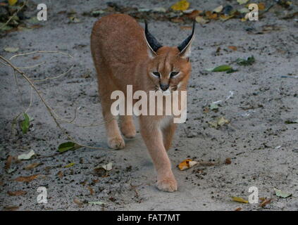 Karakal (Caracal Caracal, Felis Caracal), eine mittlere Wildkatze heimisch in Afrika ein Südasien Stockfoto