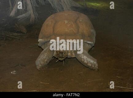 Spornschildkröte oder Sulcata Schildkröte (Geochelone Sulcata) Stockfoto