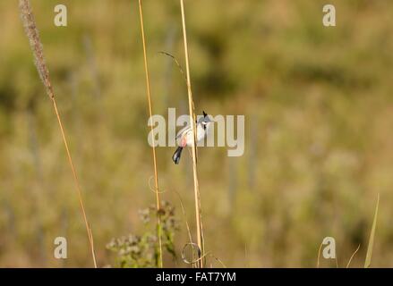 schöne rot-Schnurrbärtiger Bulbul (Pycnonotus Jocosus) ruhen im Zweig Stockfoto