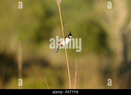 schöne rot-Schnurrbärtiger Bulbul (Pycnonotus Jocosus) ruhen im Zweig Stockfoto