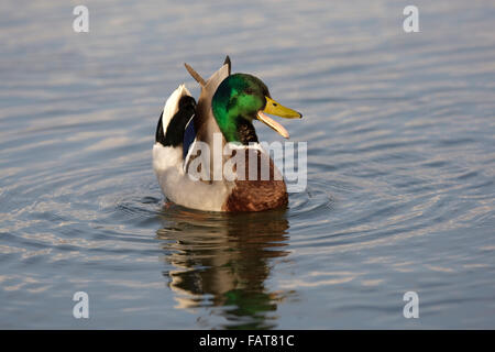 Stockente Anas Platyrhynchos, männlich im Display, Stockfoto