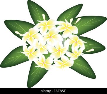 Ein Beispiel für die schönen weißen tropischen Plumeria Frangipani-Blüten mit grünen Blättern überlagern isoliert auf weißem staatlich Stock Vektor