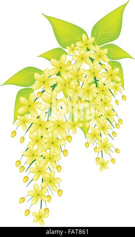 Schöne Blume, eine Illustration, die gelber Farbe der Cassia Fistula oder Golden Shower Blume auf weißem Hintergrund isoliert Stock Vektor