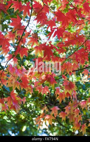 Acer Palmatum Ssp Amoenum Blätter im Herbst. Stockfoto