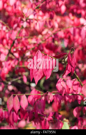 Euonymus Alatus Blätter im Herbst. Geflügelter Spindel Baum. Stockfoto