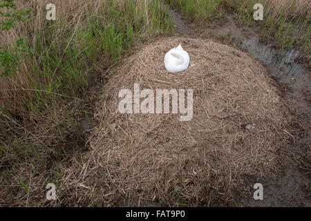 Höckerschwan Cygnus Olor, Weiblich auf großes Nest, Stockfoto